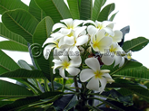 Barbados Frangipani on Terminal Road